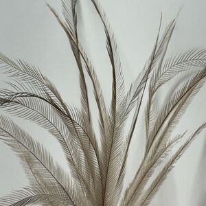 Emu Feathers. All Natural, Hand Picked. 25 Count Plus Extra with every order
